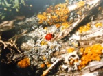 Gözkan - lady bug